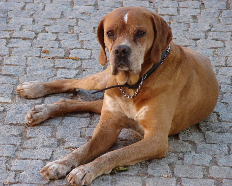 Chien d'arrêt portugais