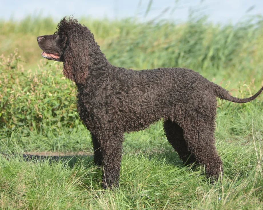 Irischer Wasserspaniel
