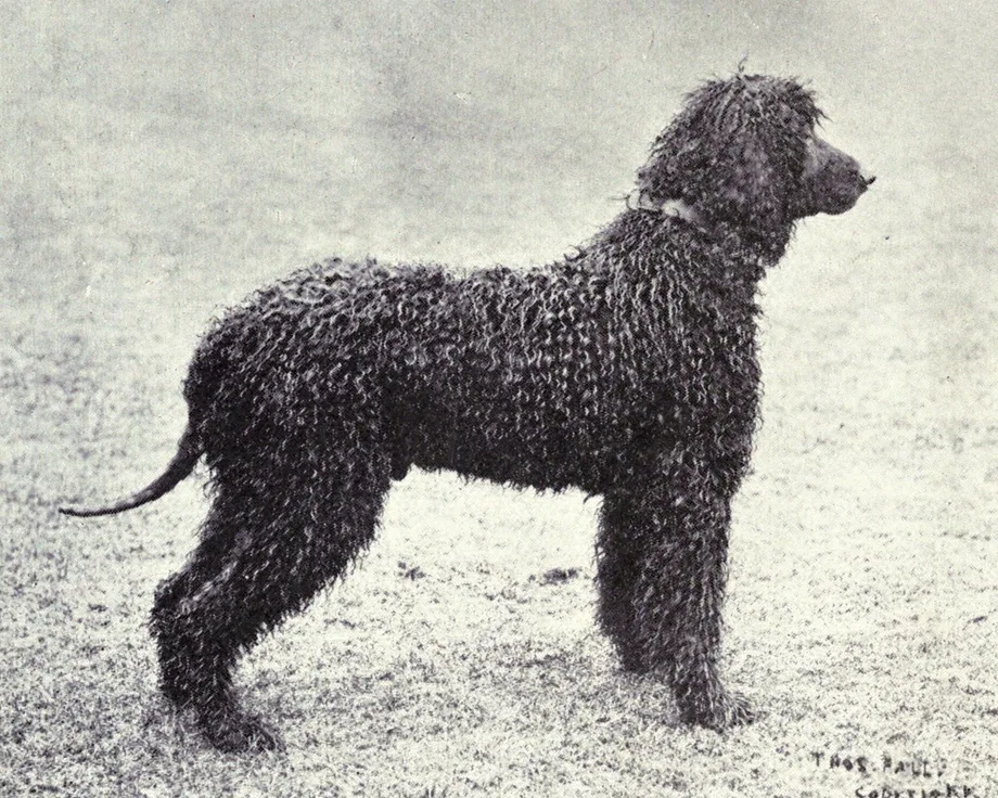 Irish Water Spaniel
