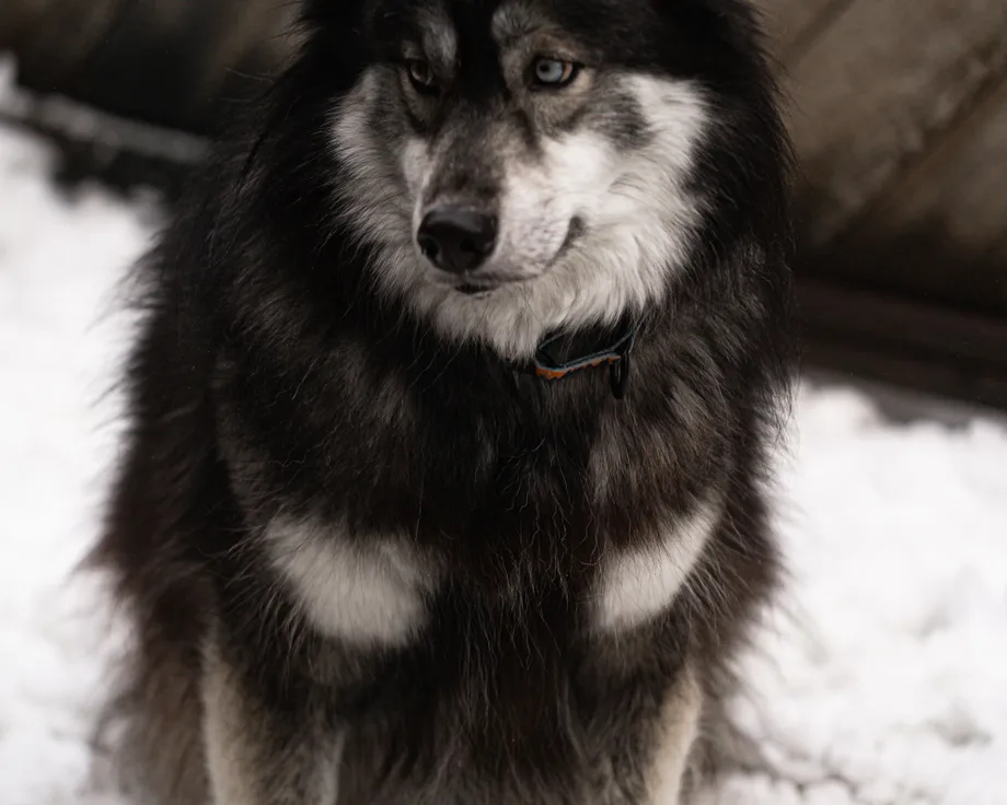 Chien d'élan norvégien noir