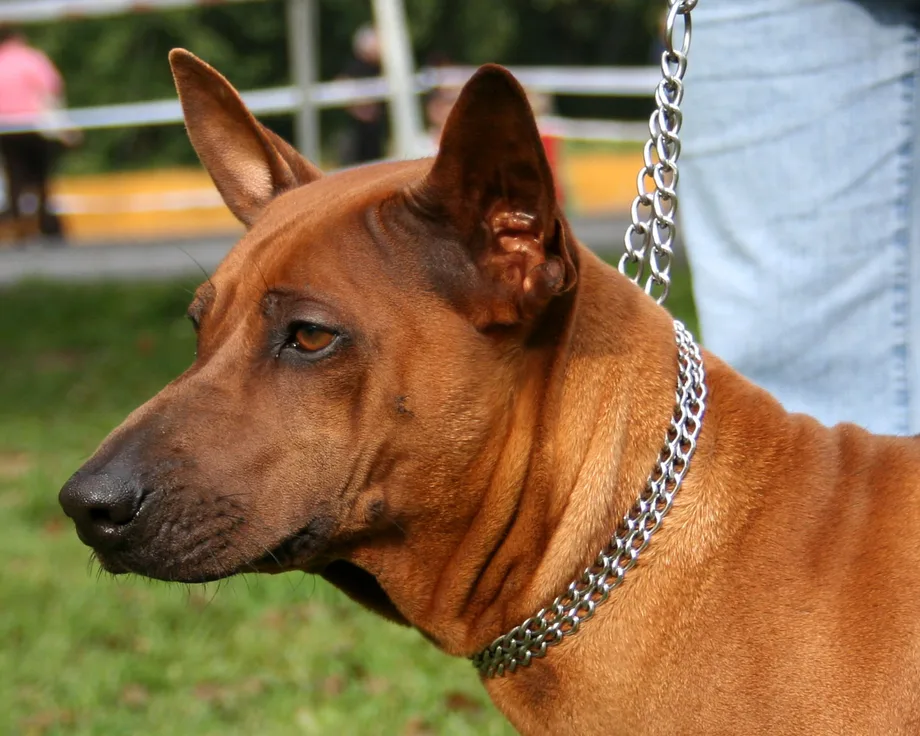 Chien thaïlandais