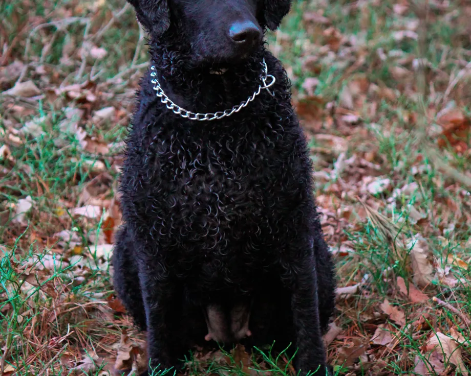 Curly Coated Retriever