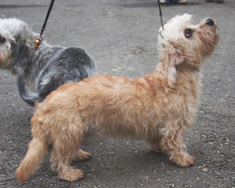 Dandie Dinmont Terrier