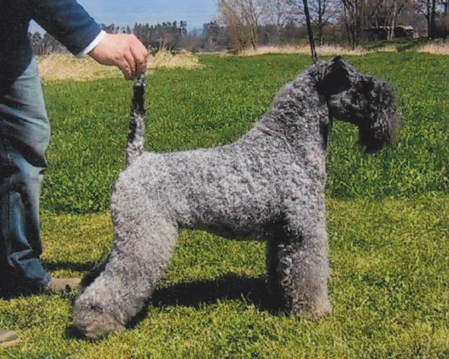 Kerry Blue Terrier