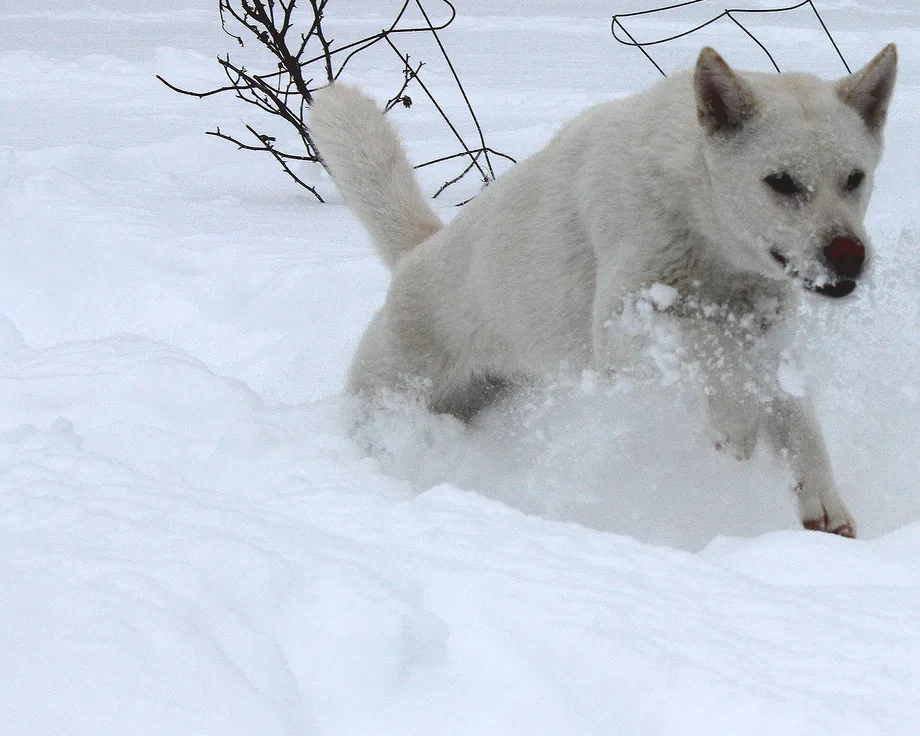 Kishu