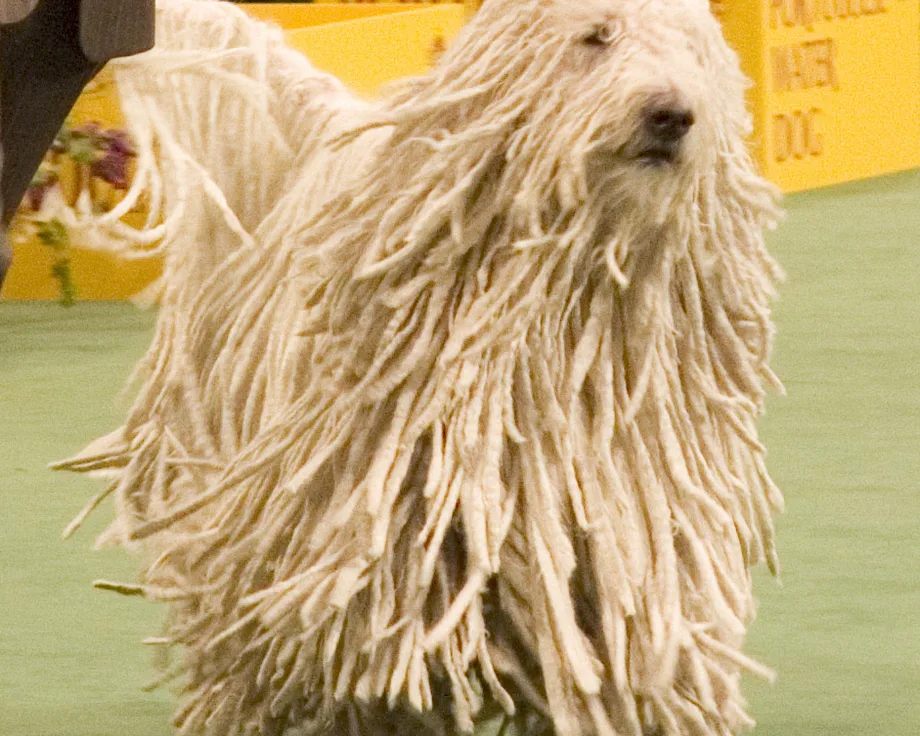 Komondor