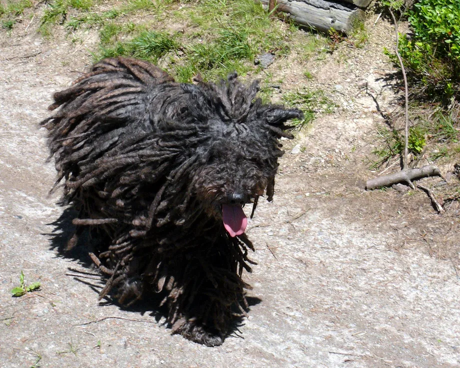 Puli