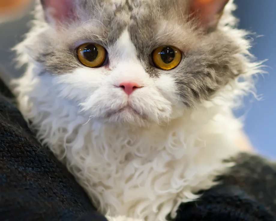 Selkirk rex