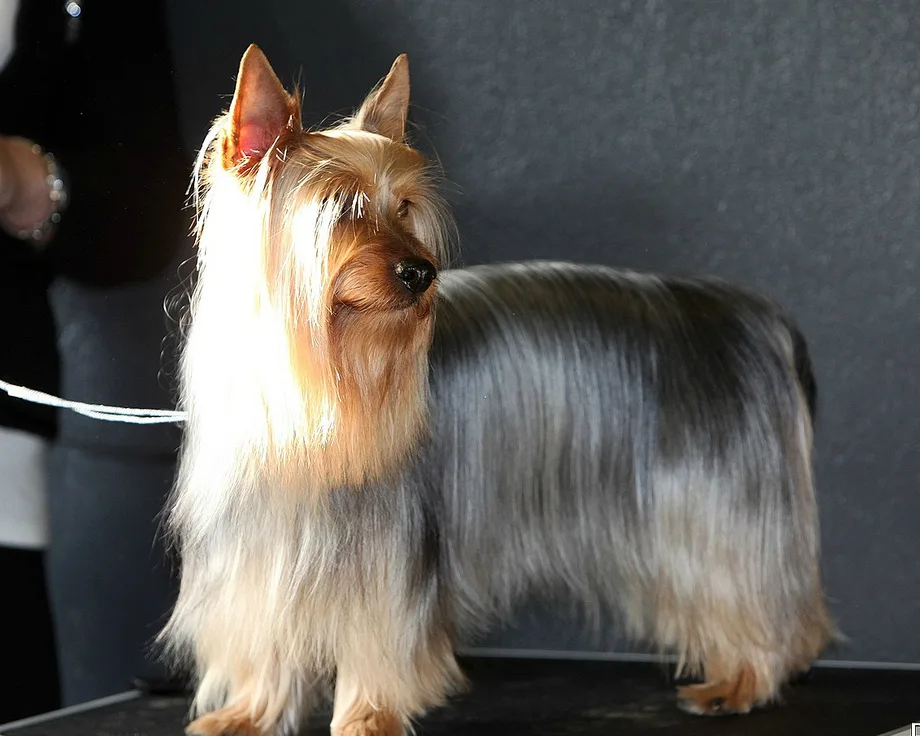 Silky Terrier