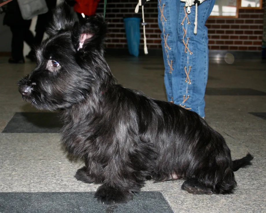Skye Terrier