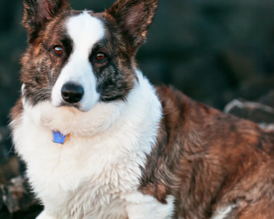 Welsh Corgi Cardigan
