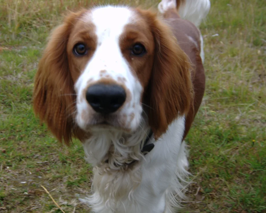 Springer spaniel galés