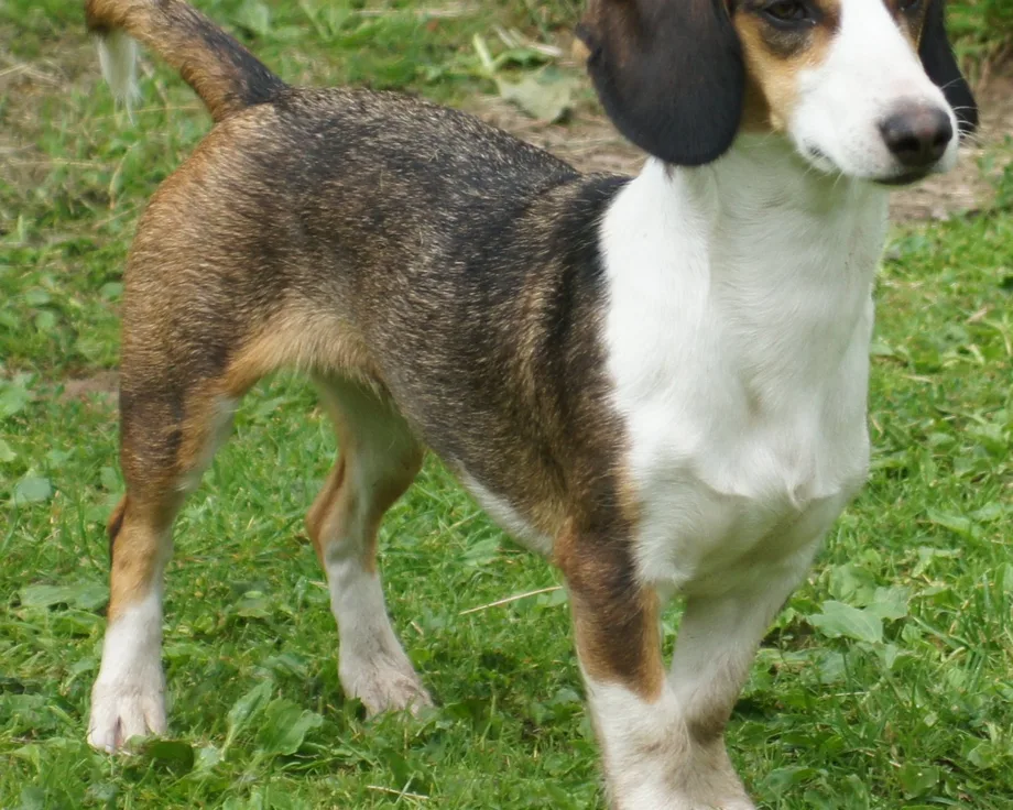 Basset de Westphalie