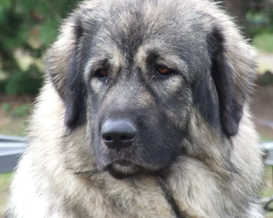 Jugoslawischer Schäferhund