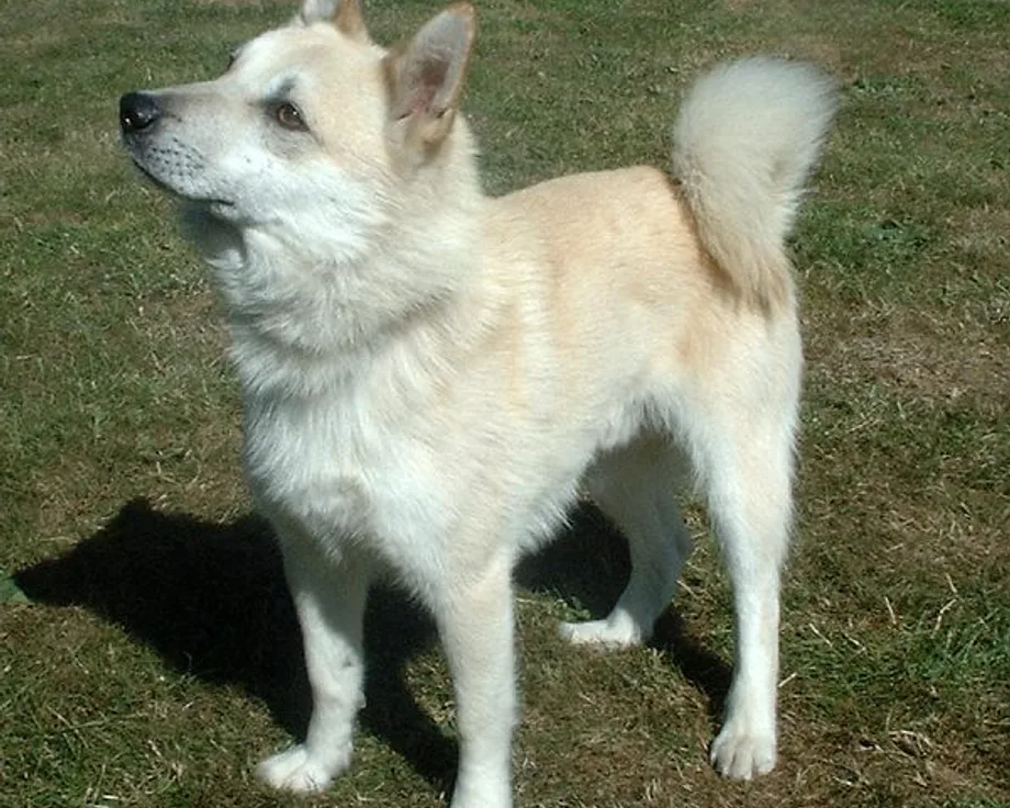 Buhund norvégien