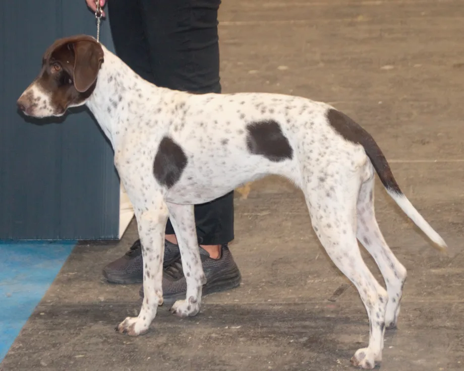Antico cane da ferma danese