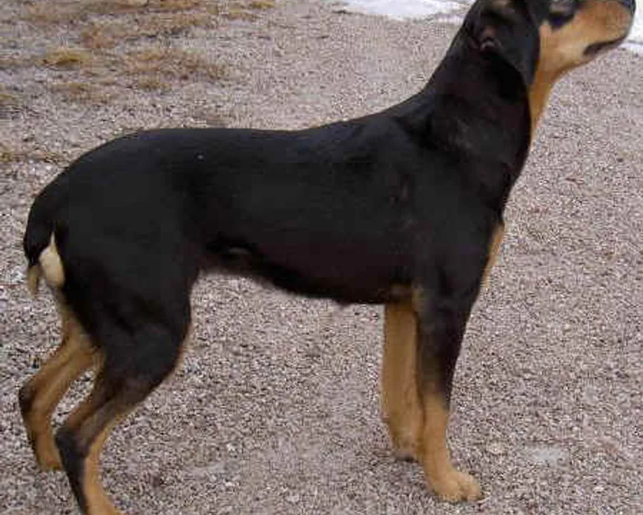 Chien courant du Småland