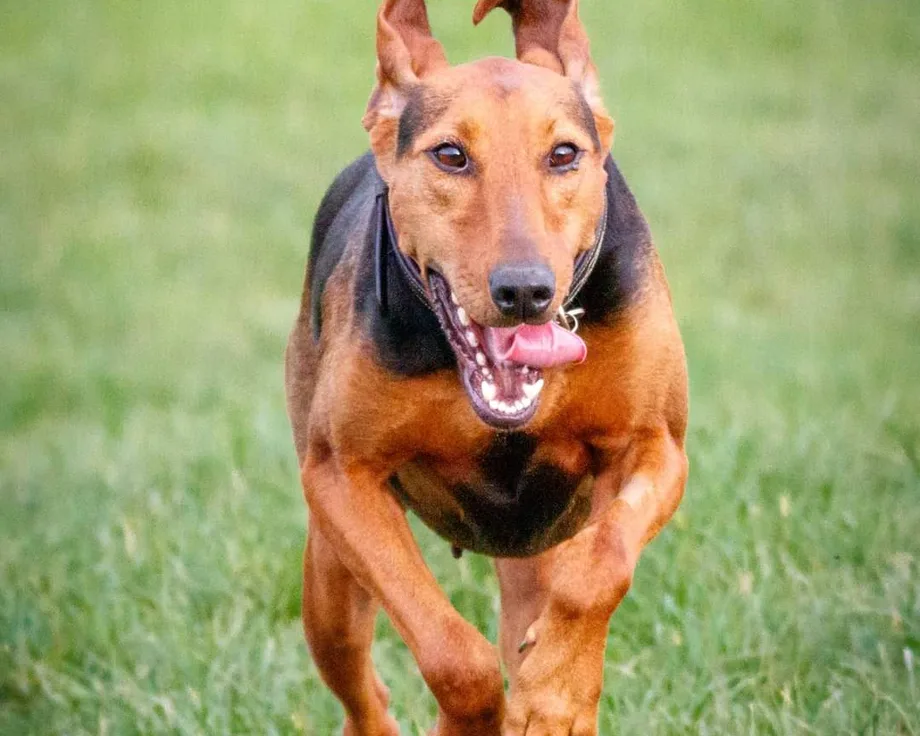Chien courant serbe