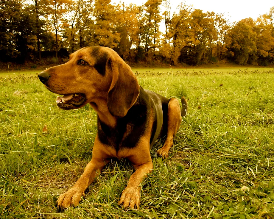 Chien courant grec