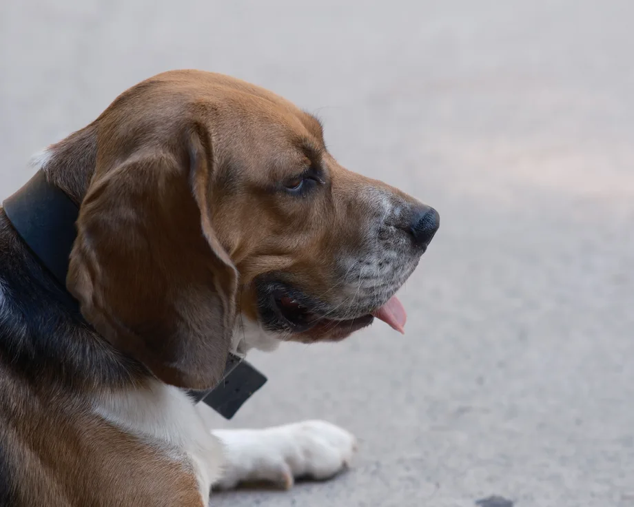 Joegoslavische driekleurige lopende hond