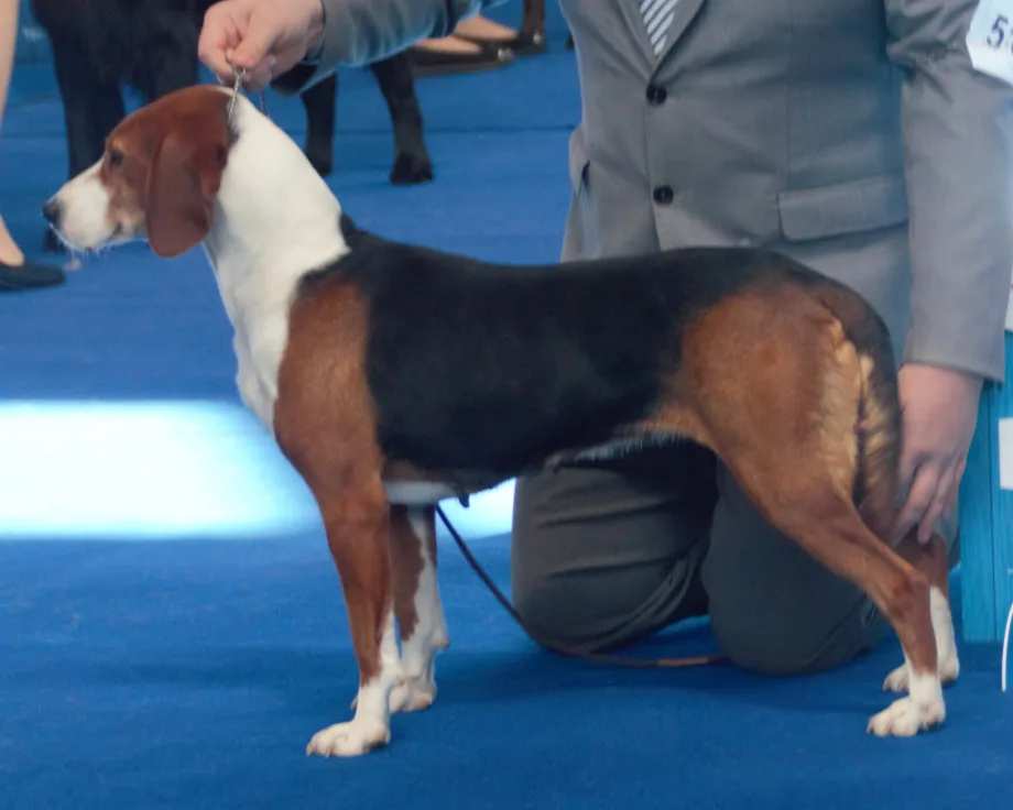 Chien courant yougoslave tricolore