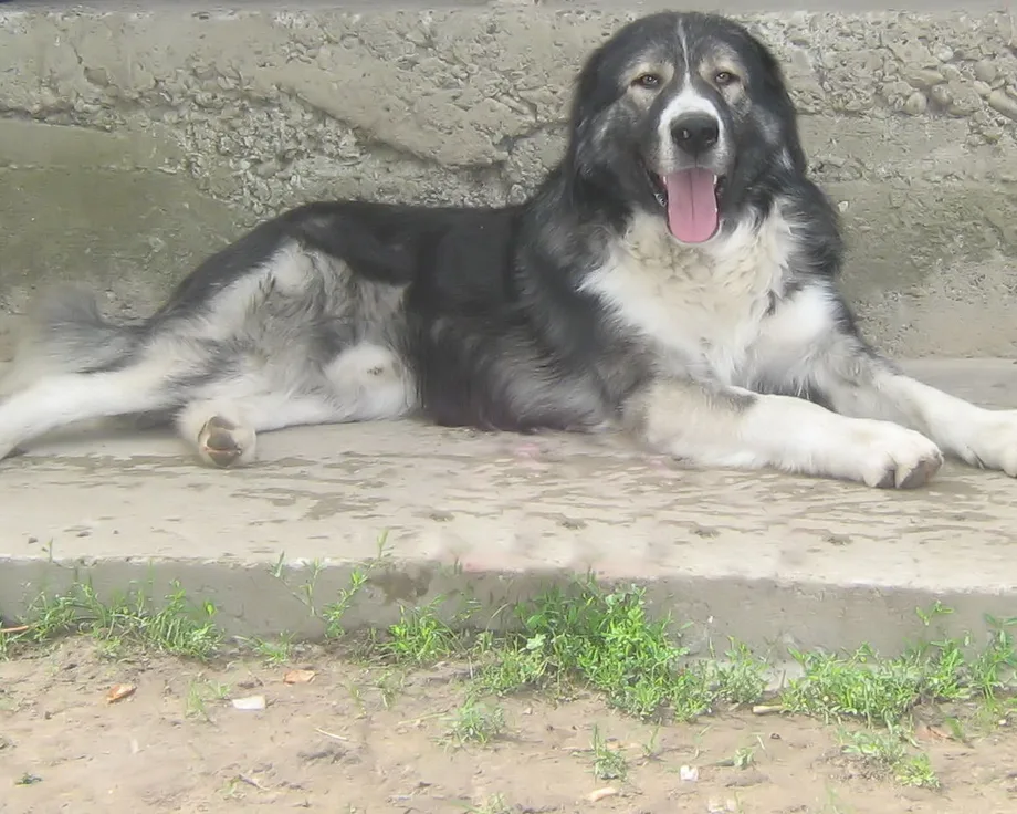 Perro pastor rumano de los Cárpatos