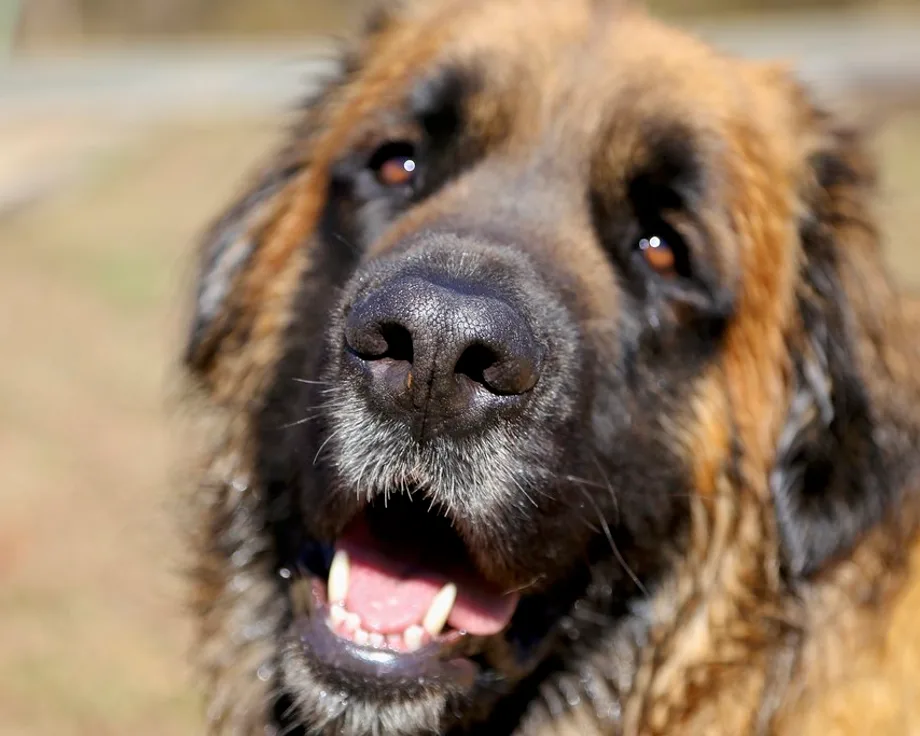 Chien de montagne portugais