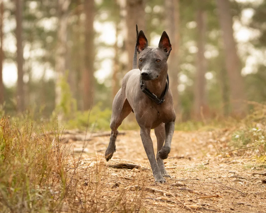 Xoloitzcuintle