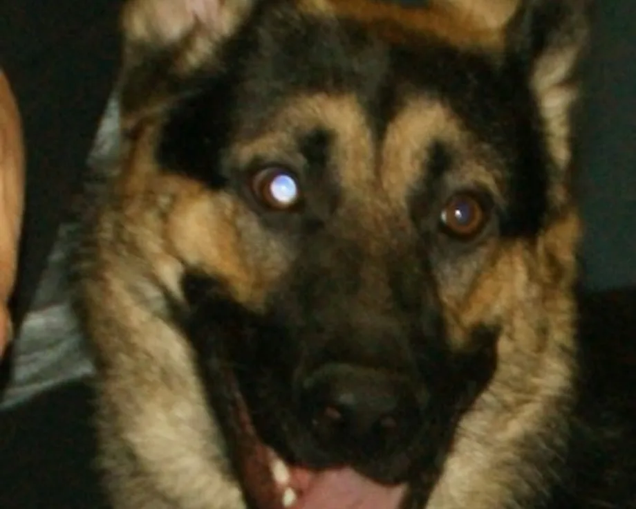 Berger de Russie