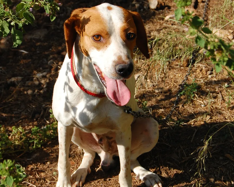 Chien courant d'Istrie à poil ras