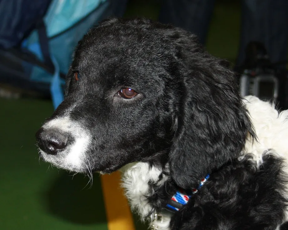 Chien d'eau frison