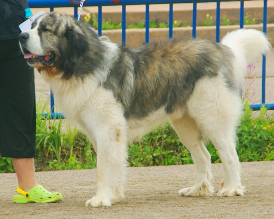 Pyrenese Mastiff