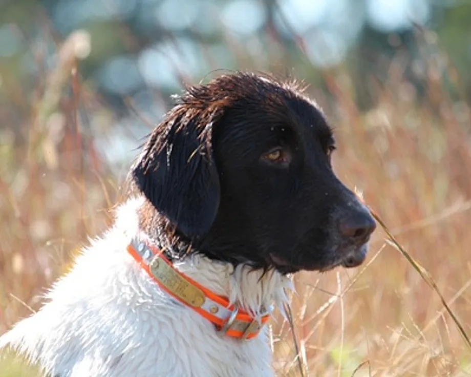 Piccolo Münsterländer