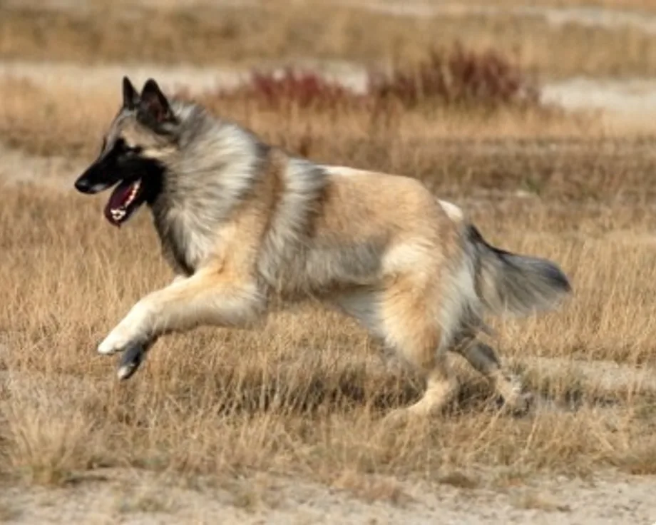 Berger belge Tervueren