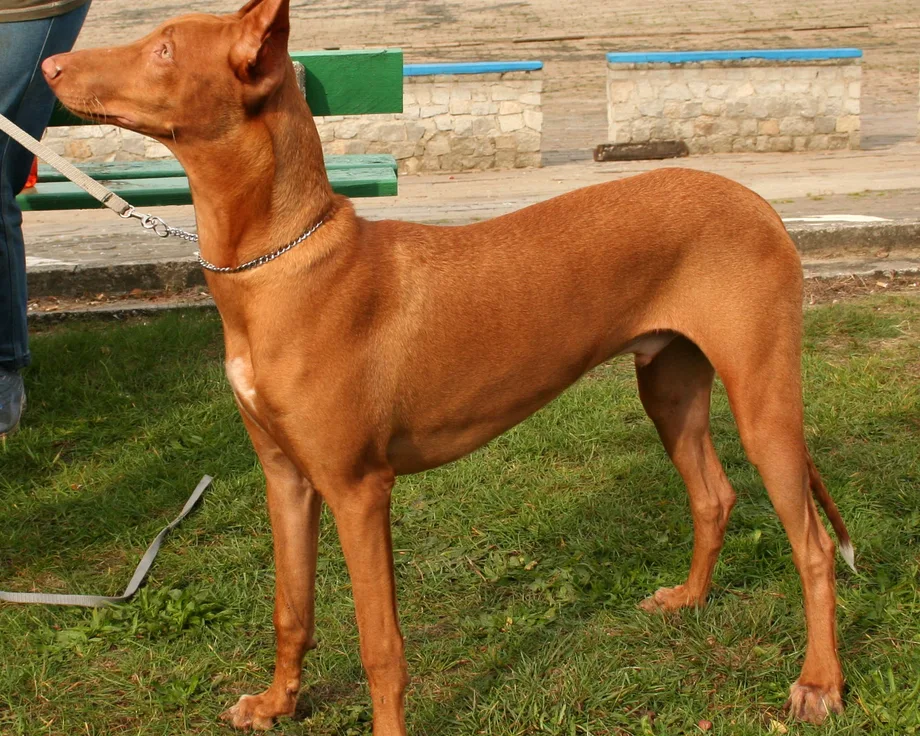 Chien du pharaon