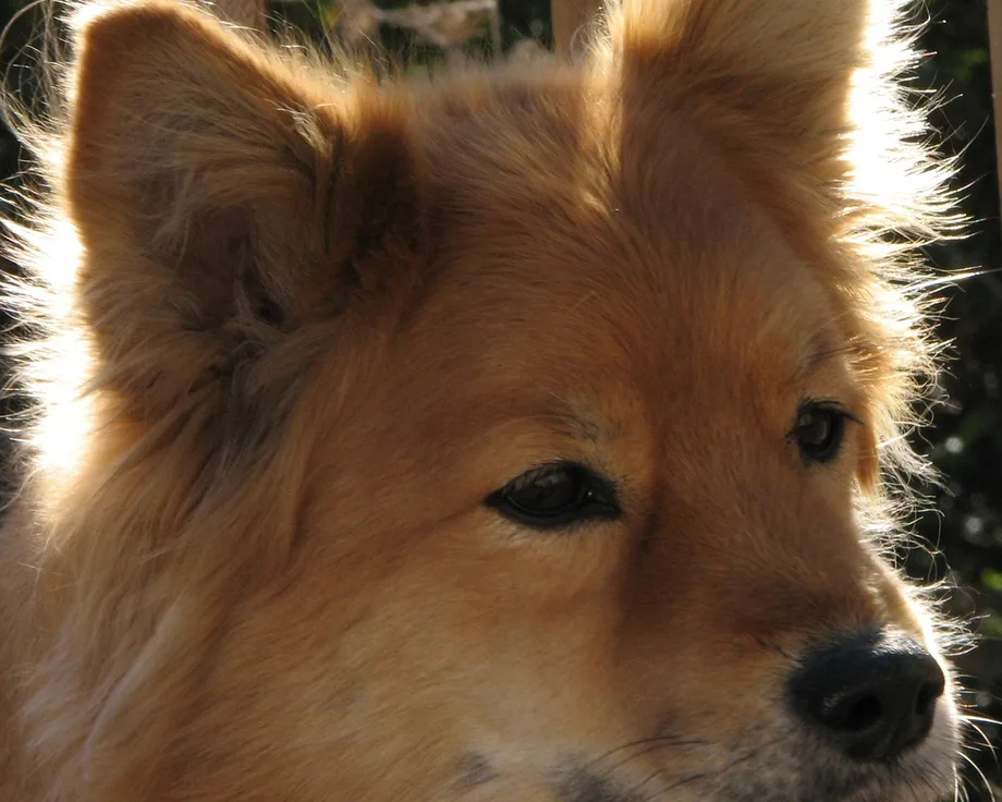 Spitz finlandais