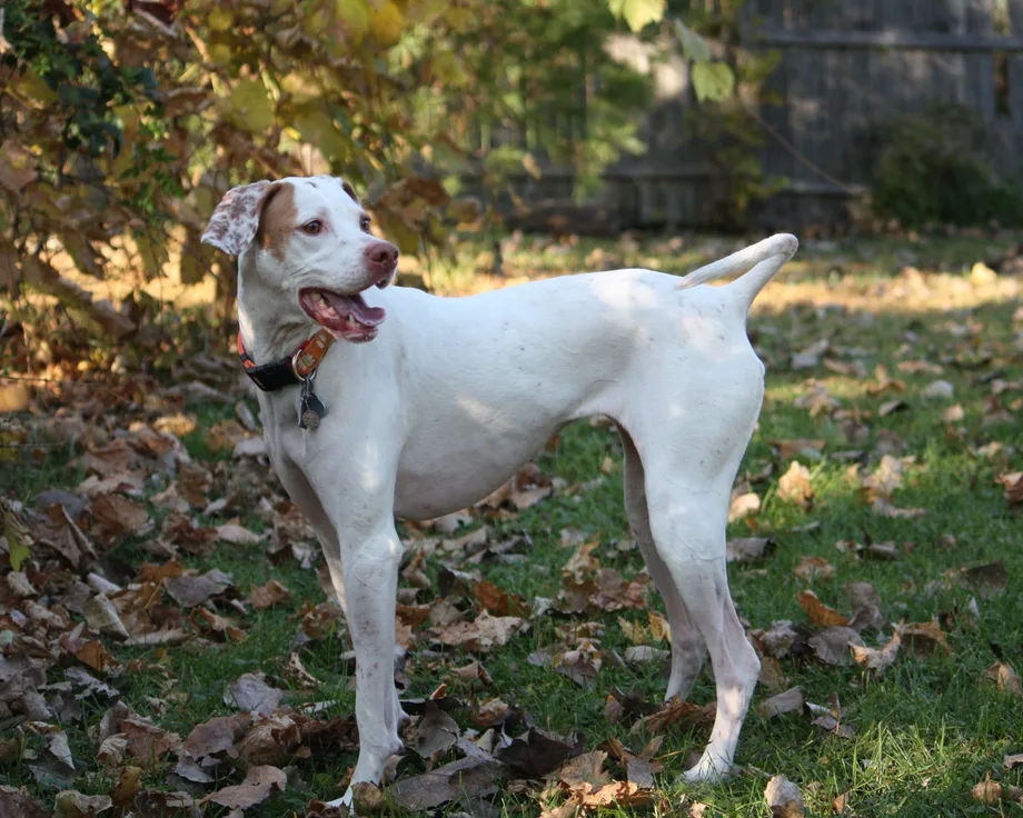 Pointer anglais