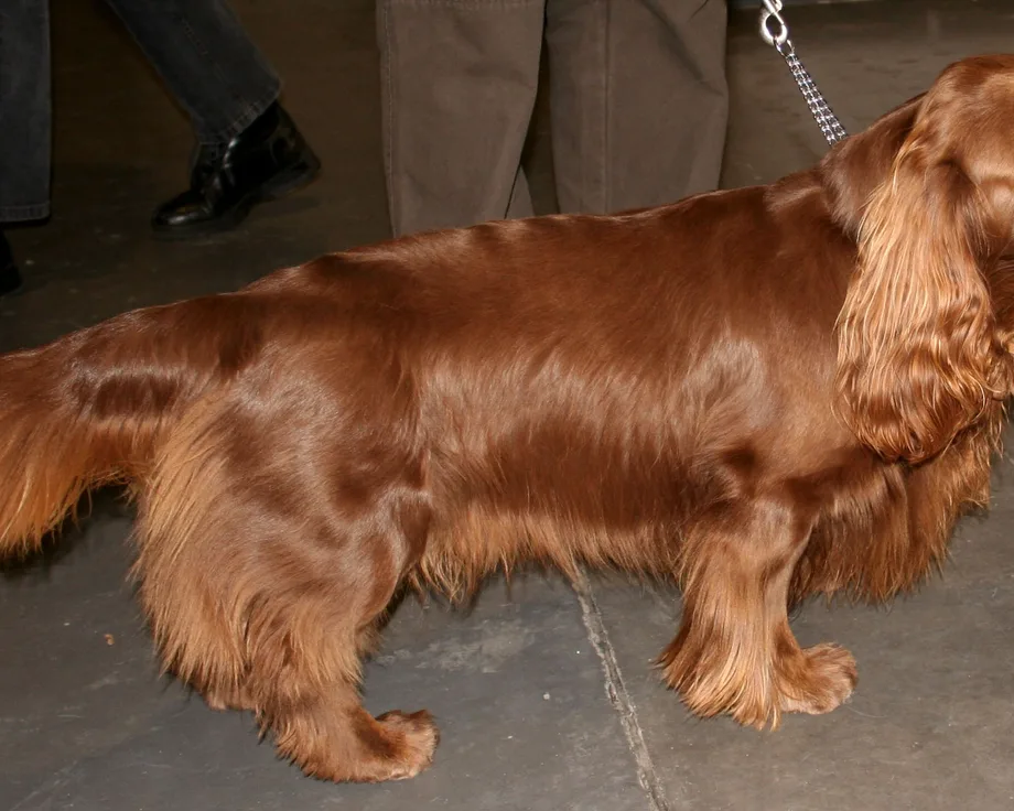 Spaniel de Sussex