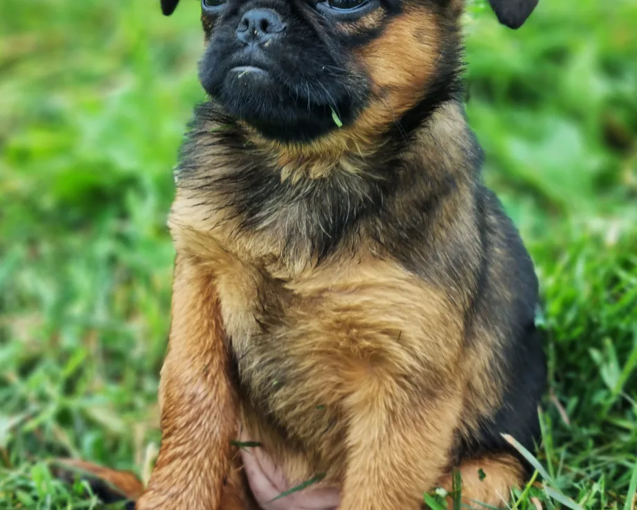 Pequeño brabanzón
