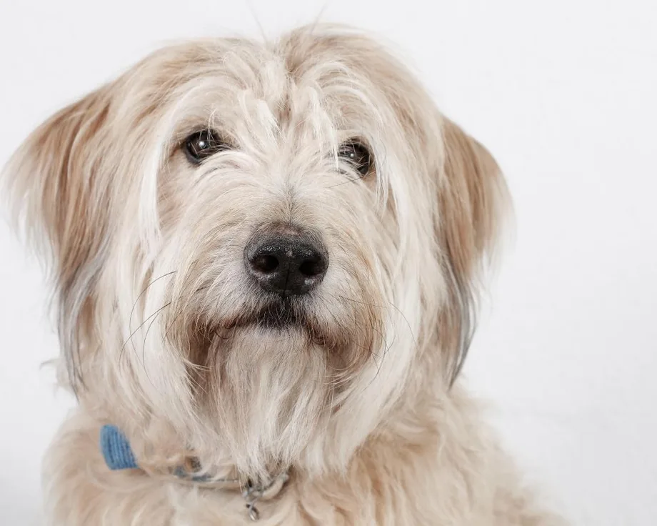 Katalanischer Schäferhund