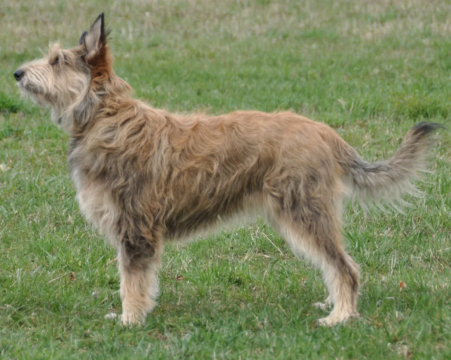 Berger de Picardie