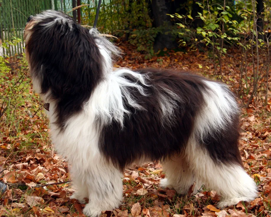 Berger polonais de plaine