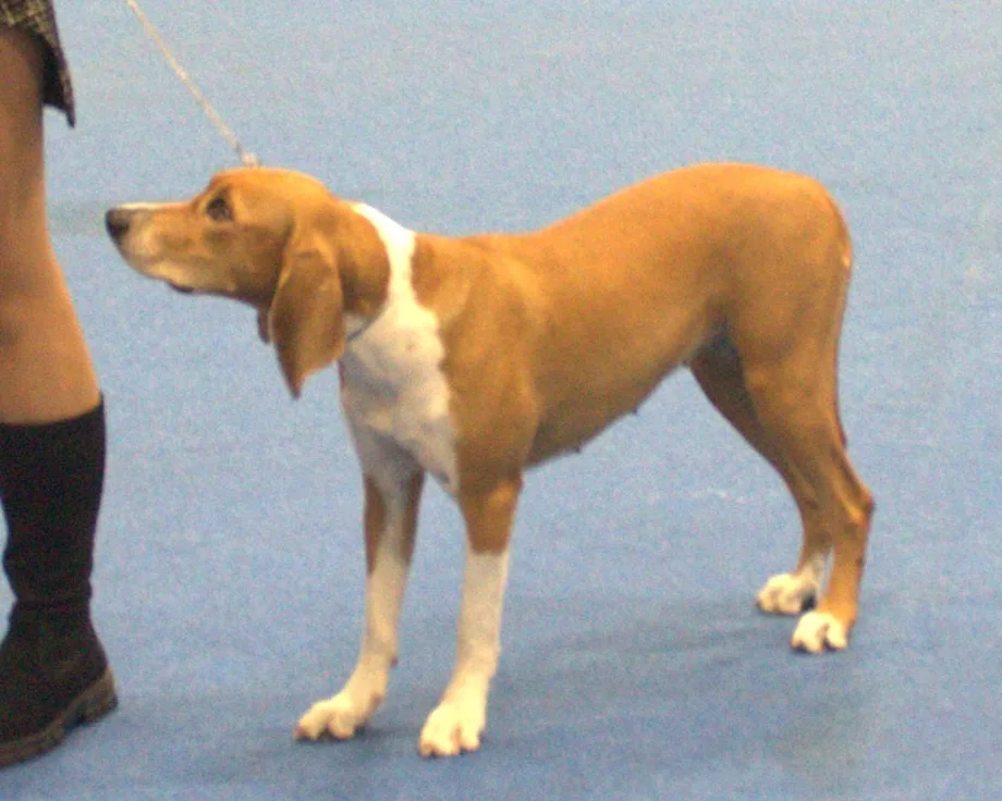 Chien courant de Hygen