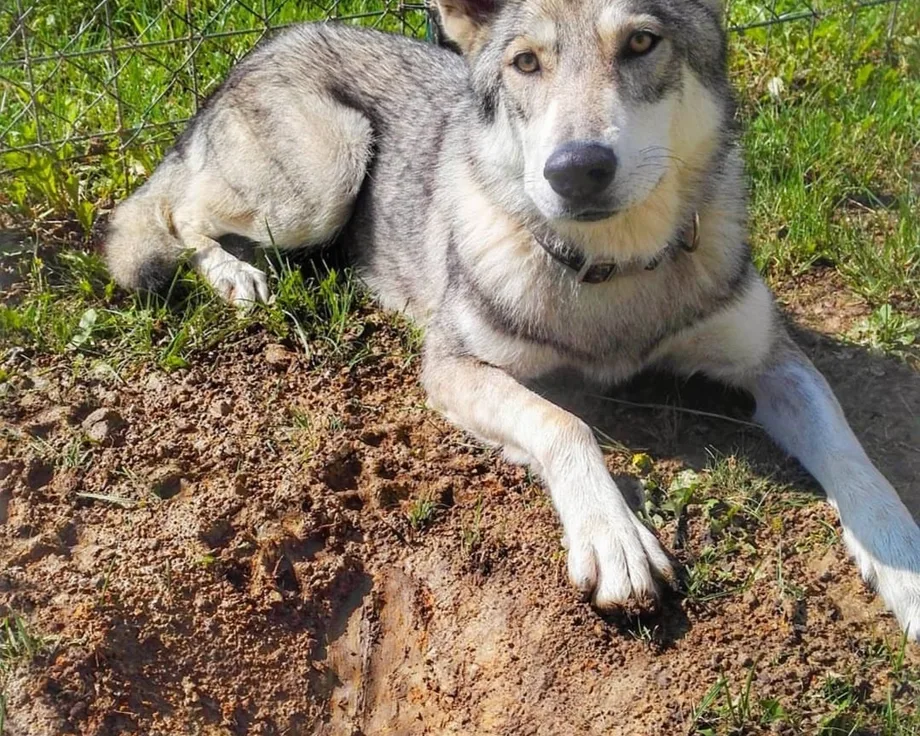 Chien-loup de Saarloos