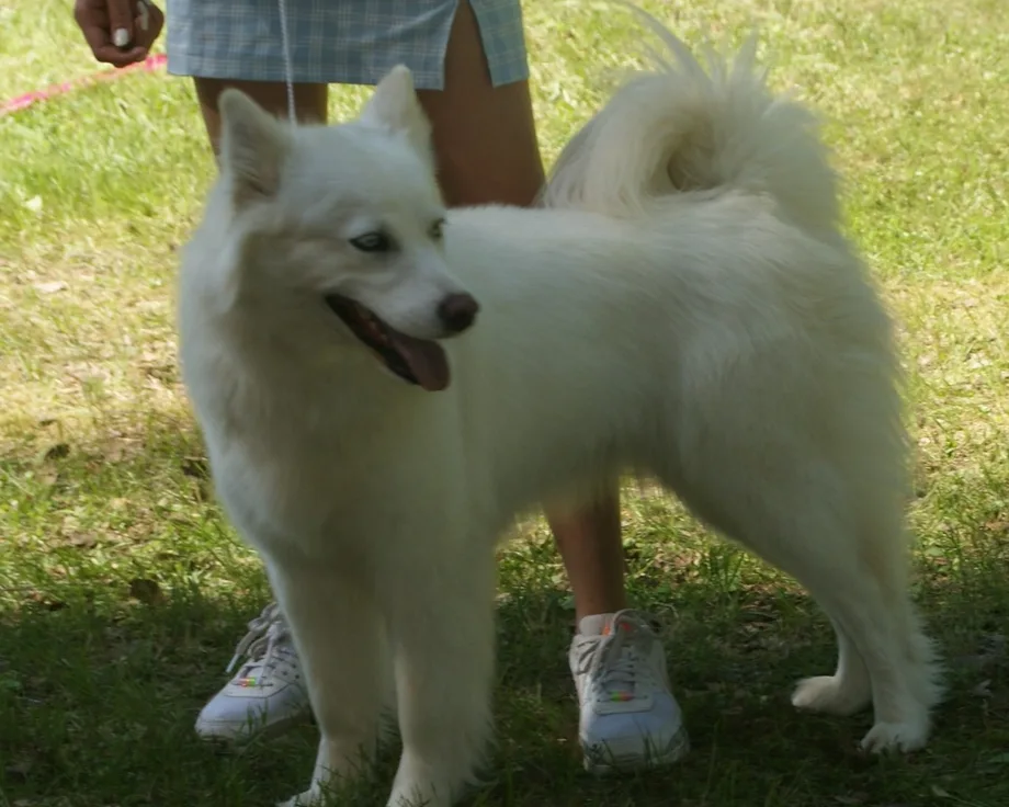 Laika da Iacútia
