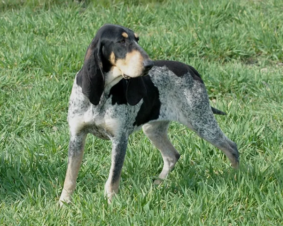 Pequeño azul de Gascuña