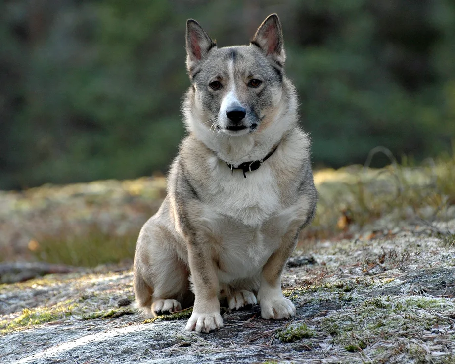 Vallhund sueco