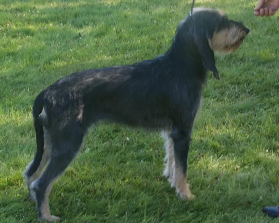 Italian Hound