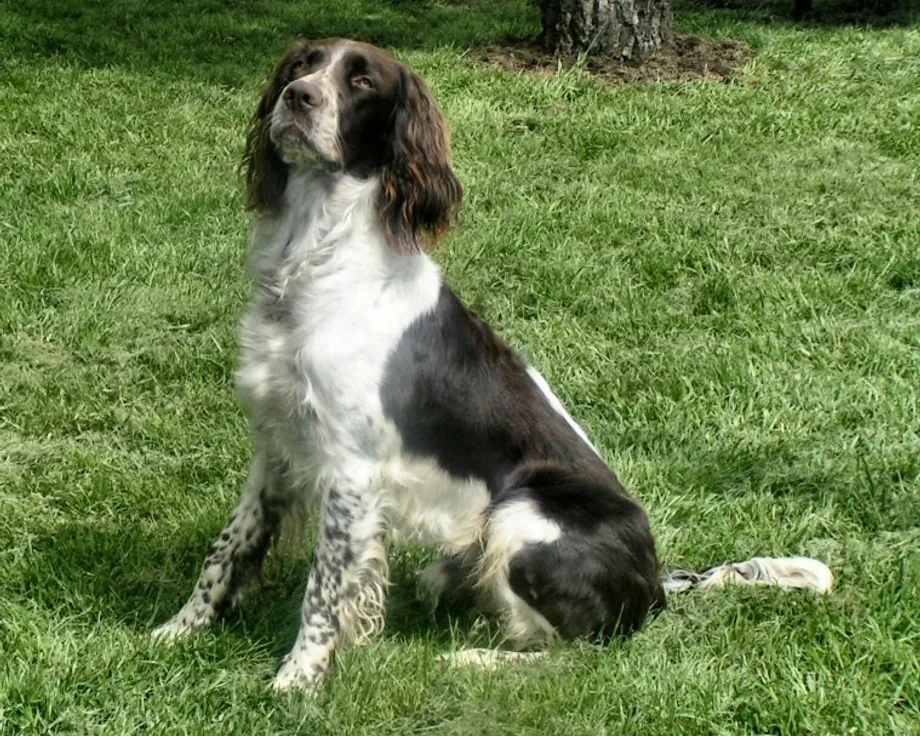 Spaniel francese