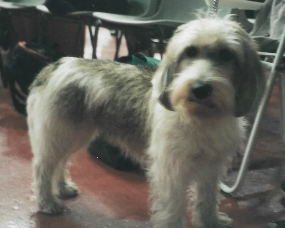 Piccolo basset griffon vendéen